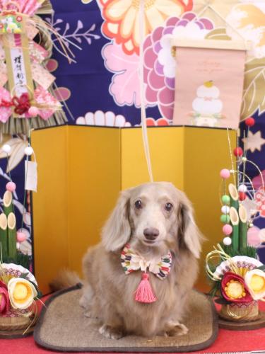 20240125ぺこちゃん